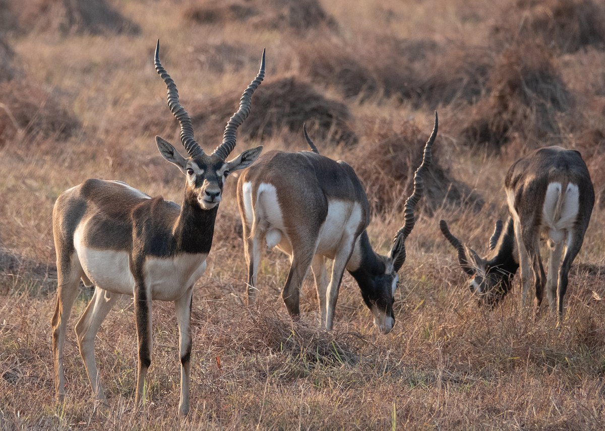 Wildlife and Eco-Tourism