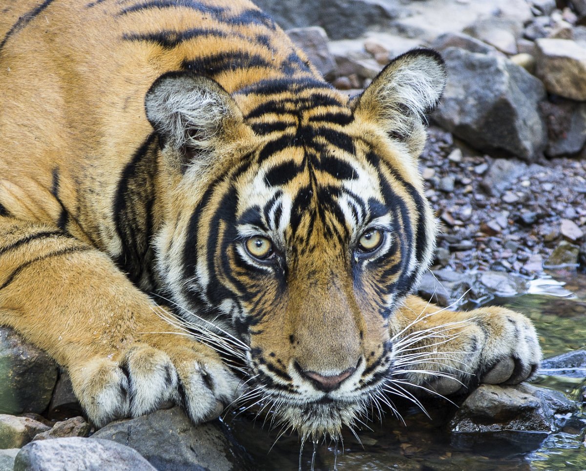 Wildlife and Eco-Tourism